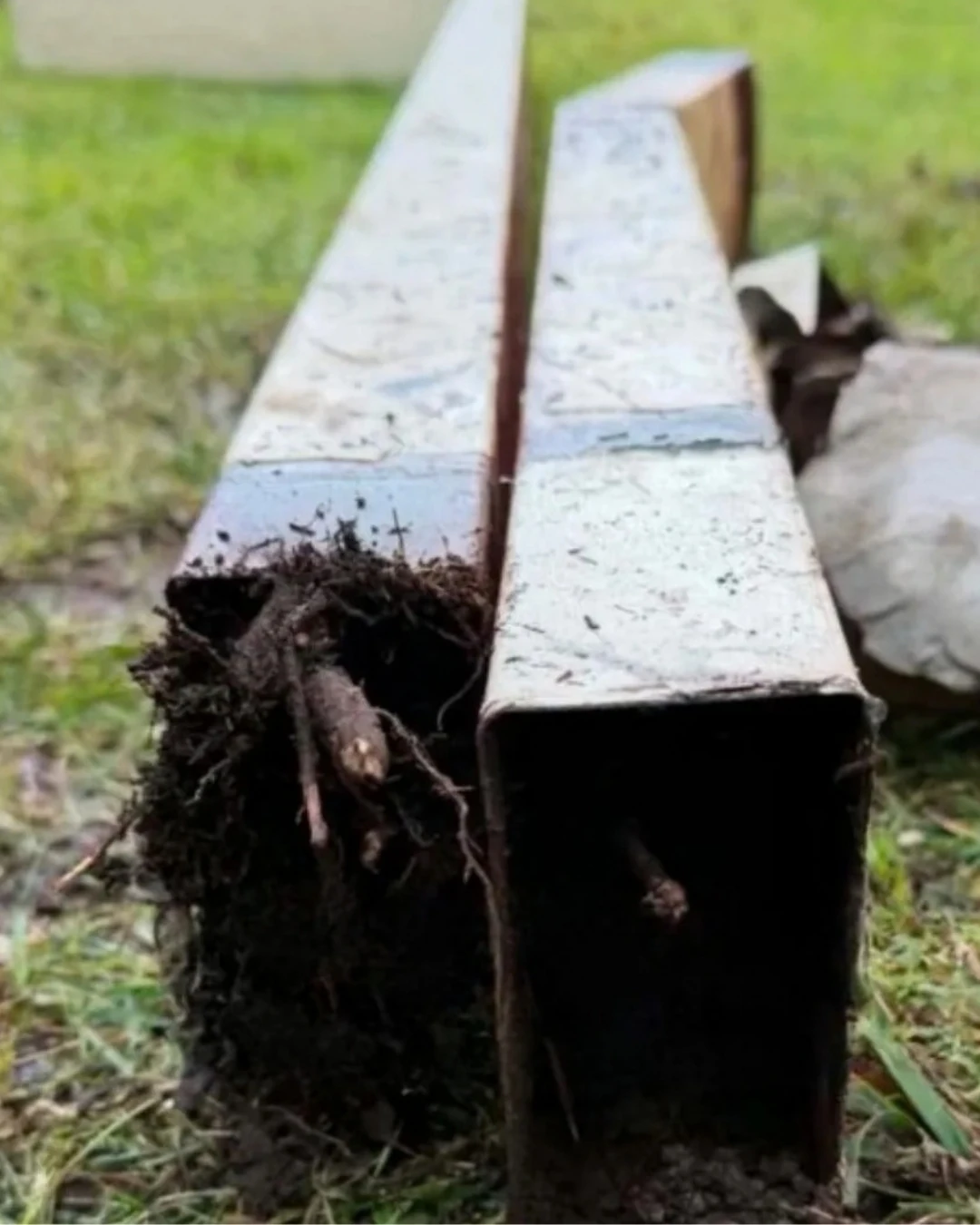 Tree roots filling a damaged Torrens stormwater downpipe before replacement